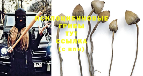 прущие грибы Зерноград