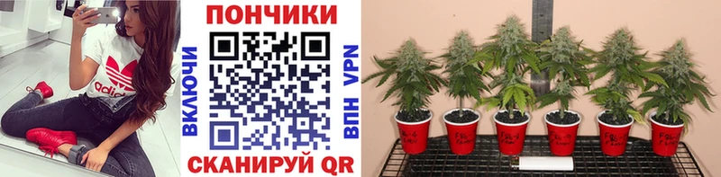 Каннабис конопля  Купить где  Тейково 